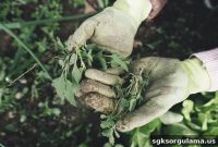 How to Check Farmer BAĞ-KUR Debt Online