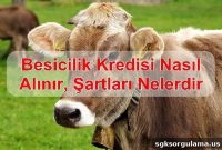How to Get Cattle Farming Loans in Turkey: Requirements & Steps