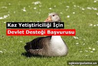 Support Programs for Goose and Turkey Farmers in Turkey