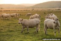 Which Banks Offered Support to Farmers in 2020?