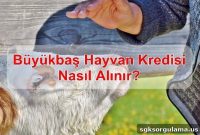 How to Get a Loan for Cattle Farming