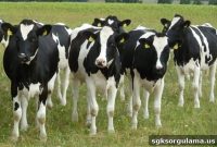 How to Get Government Breeding Heifer Grant Loans
