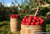 When Will 2020 Support Payments for Farmers and Producers Be Paid?