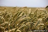 Ministry of Agriculture and Forestry: Extra Support Payments Released Today