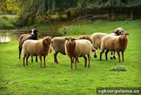 Can’t Find a Shepherd for 5,000 TL Salary — Employers Desperate