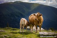 When Is Eid al-Adha 2020 and How Many Days Off Will It Be?