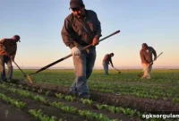 2025 Government Field Support: How Much Is It and Eligibility Requirements