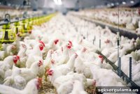 Interest-Free Government Loans for Aspiring Poultry Farm Owners