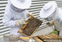 Banks That Offer Beekeeping Loans and How to Apply