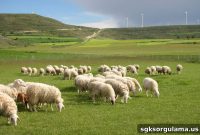 Is Sheep Farming Profitable? Benefits of Raising Sheep Explained