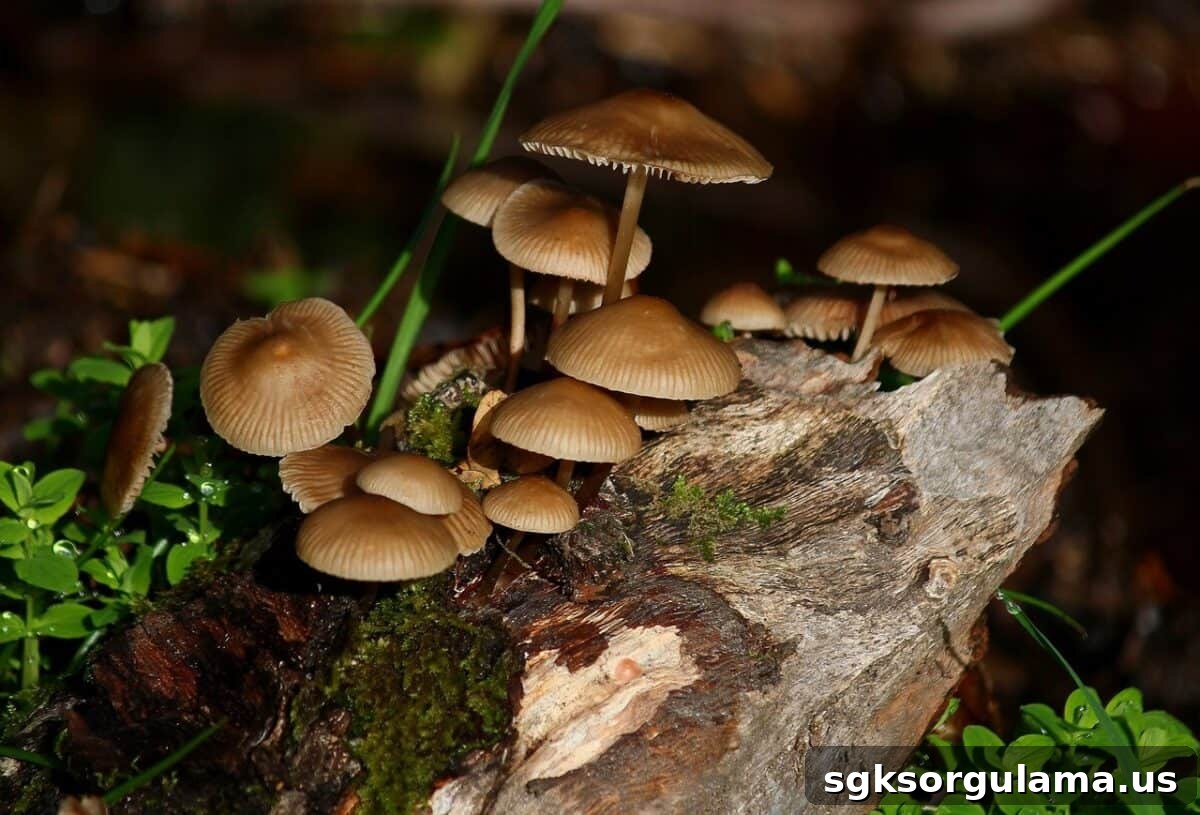 Mushroom cultivation